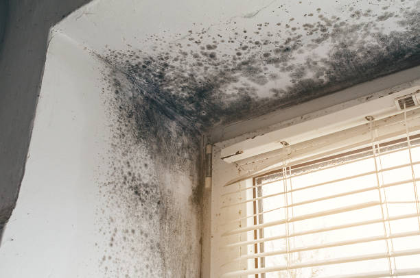 Affordable Basement Mold Removal solutions in Leonia, NJ