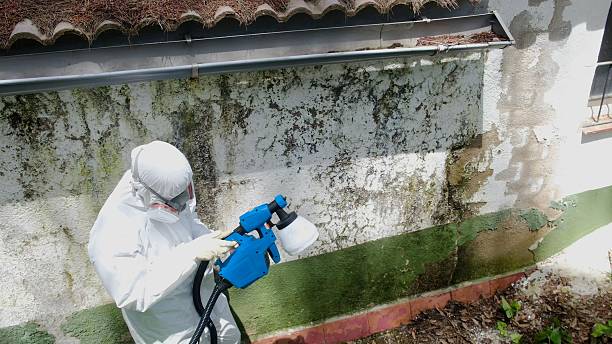 Top rated local Basement Mold Removal specialists in Leonia, NJ